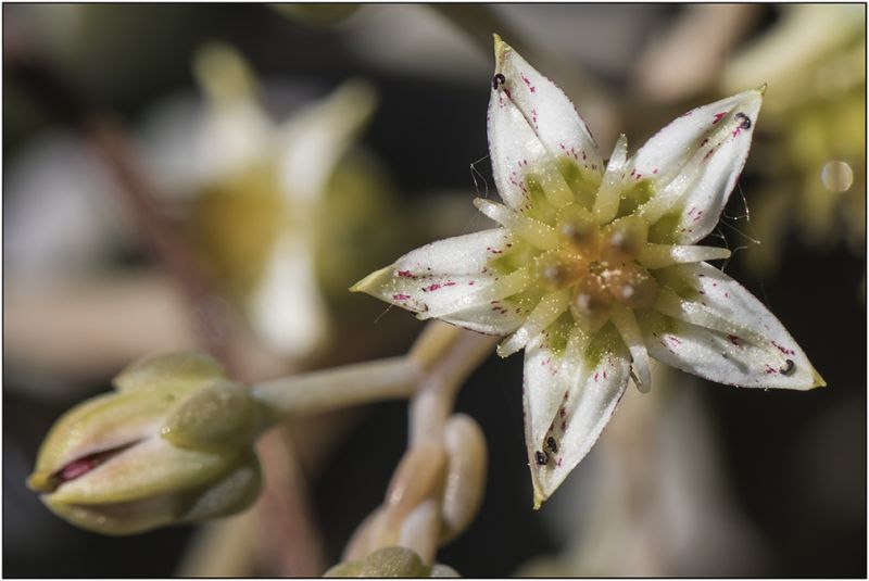 Una foto de Graptopetalum paraguayense
