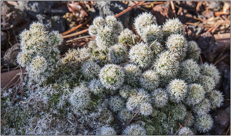 A photo of Mammillaria gracilis cv. Arizona Snowcap