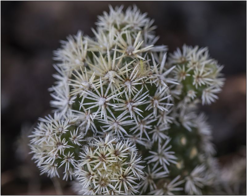 A photo of Mammillaria gracilis cv. Arizona Snowcap