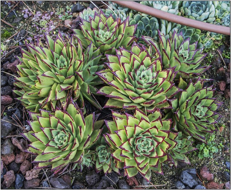 Una foto de Echeveria agavoides 