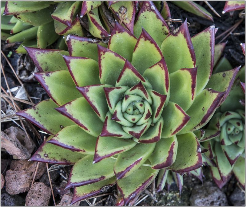 Una foto de Echeveria agavoides 