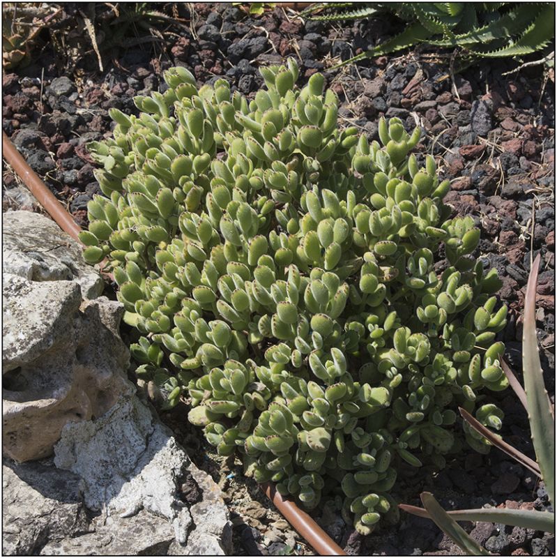 Una foto de Cotyledon tomentosa