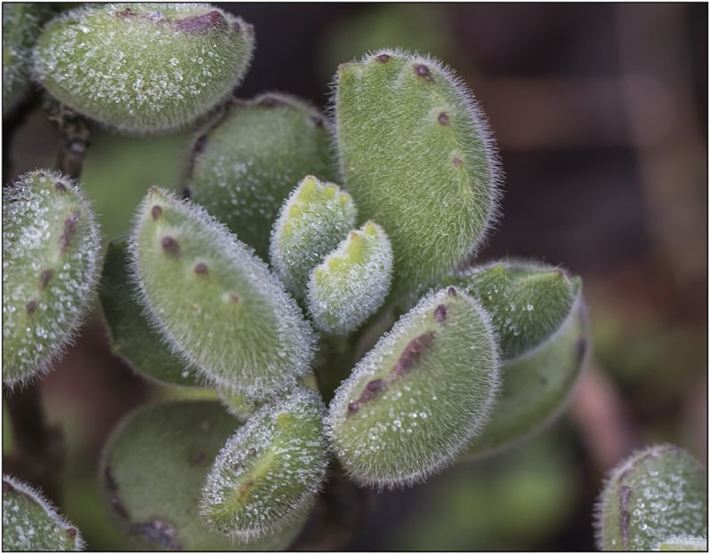 Una foto de Cotyledon tomentosa