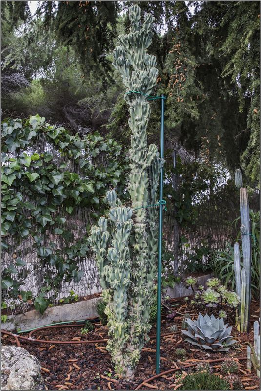 Una foto de Cereus jamacaru fma. monstruosa