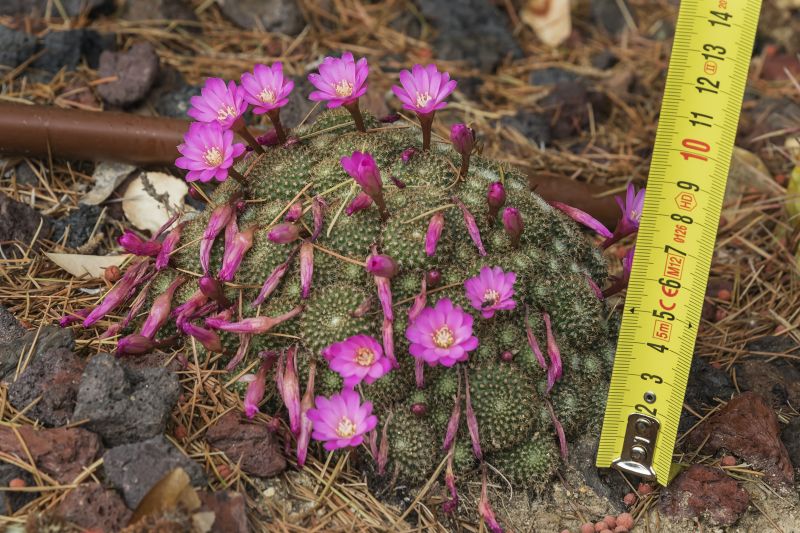 Una foto de Rebutia perplexa  