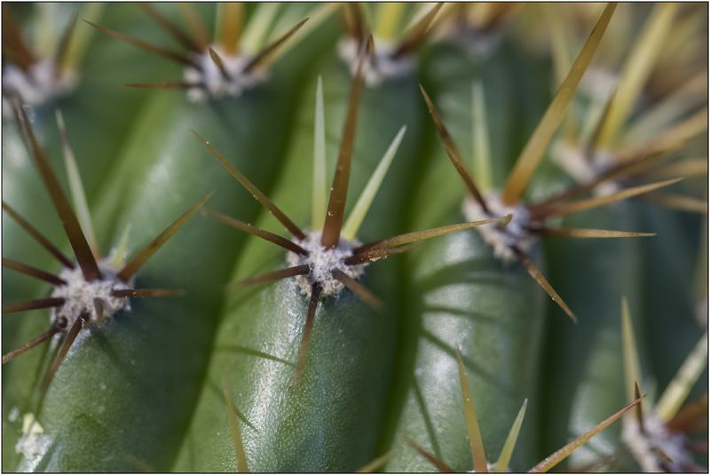 A photo of Echinopsis spachiana