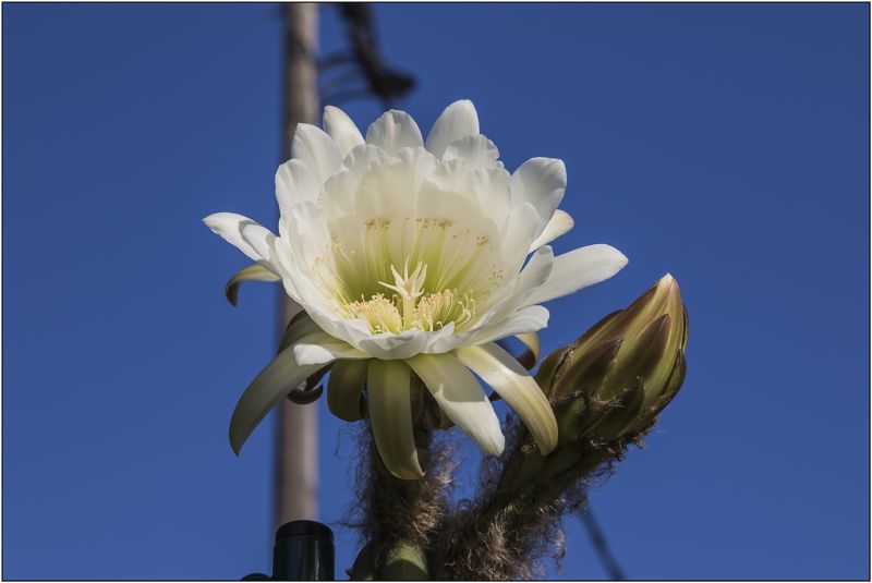 Una foto de Echinopsis pachanoi