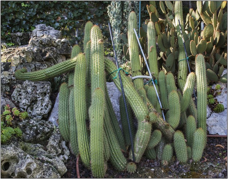 A photo of Echinopsis candicans