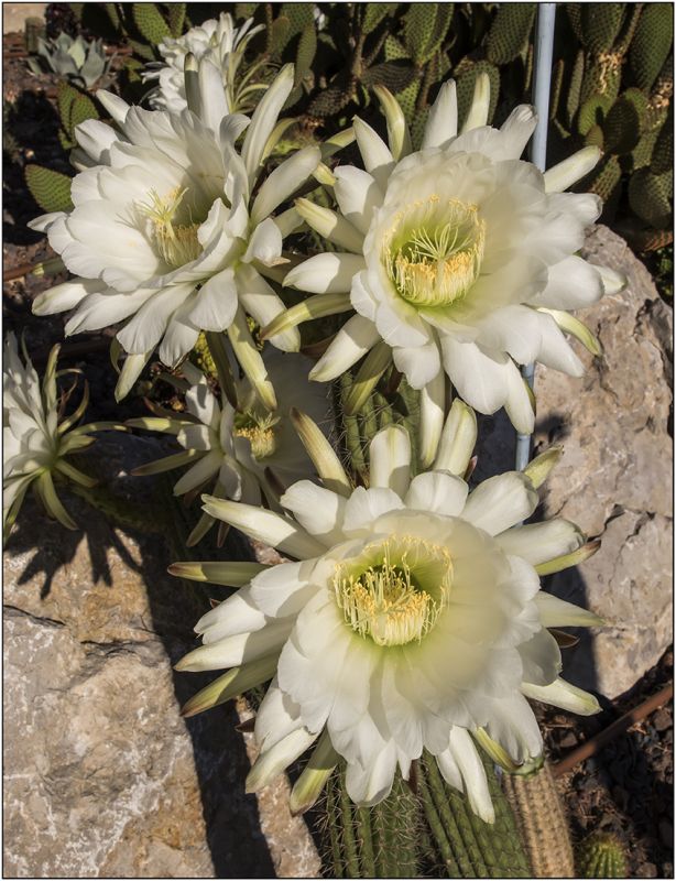 A photo of Echinopsis candicans