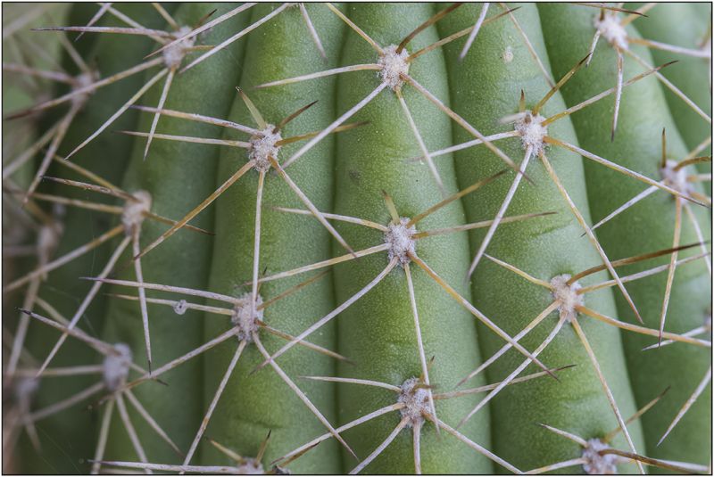 A photo of Echinopsis candicans
