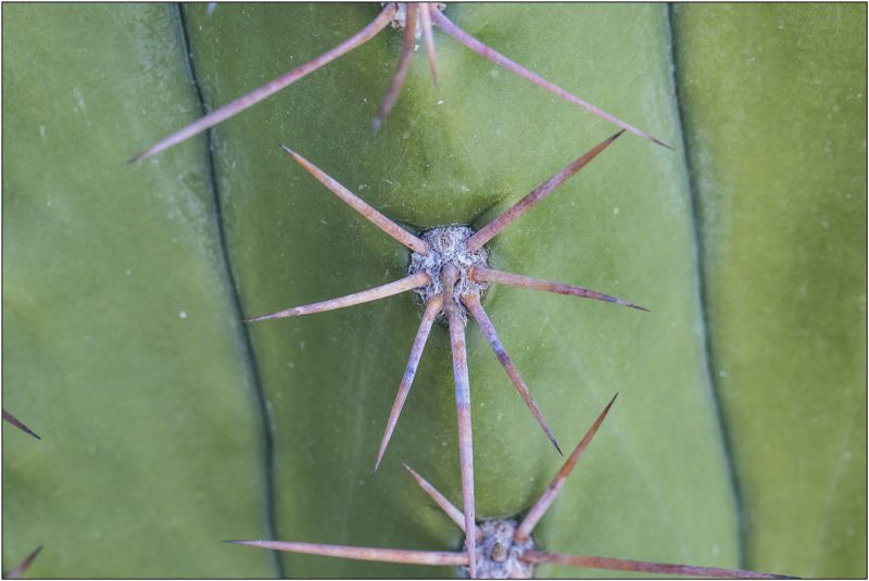 Una foto de Echinopsis atacamensis ssp. pasacana