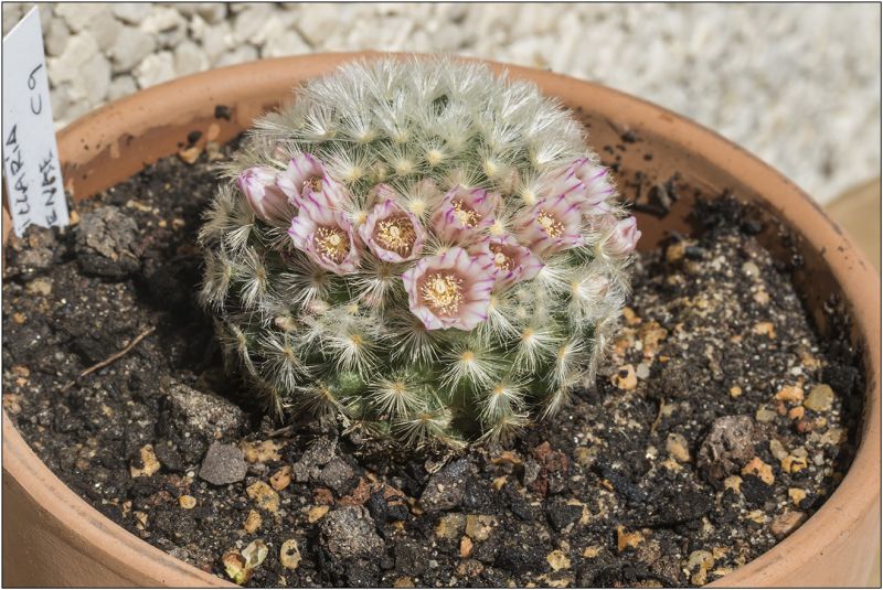 A photo of Mammillaria carmenae