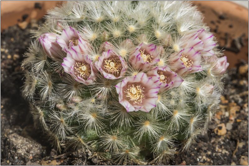A photo of Mammillaria carmenae
