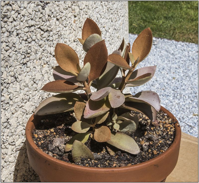 A photo of Kalanchoe orgyalis