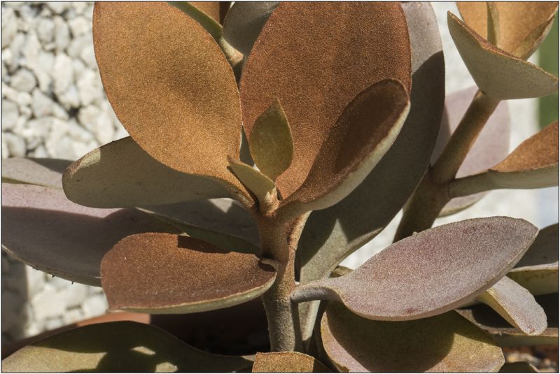 A photo of Kalanchoe orgyalis