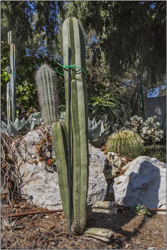 A photo of Pachycereus marginatus