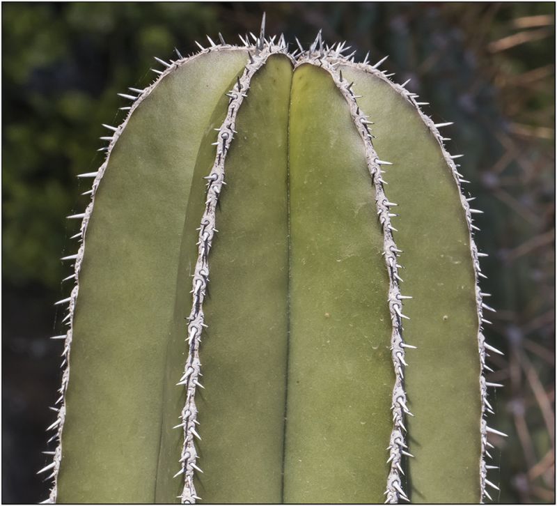 A photo of Pachycereus marginatus
