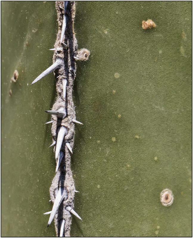 A photo of Pachycereus marginatus