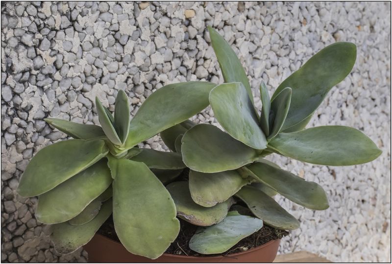 Una foto de Crassula cotyledonis