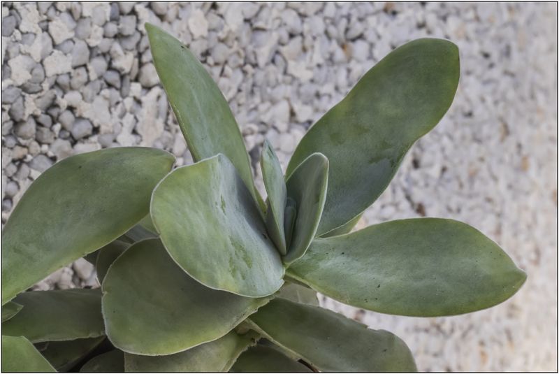 Una foto de Crassula cotyledonis