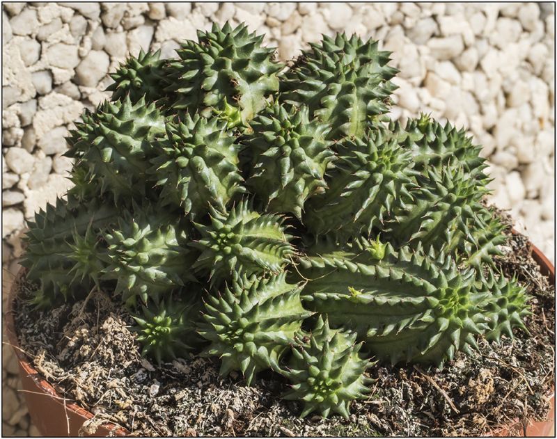Una foto de Euphorbia susannae