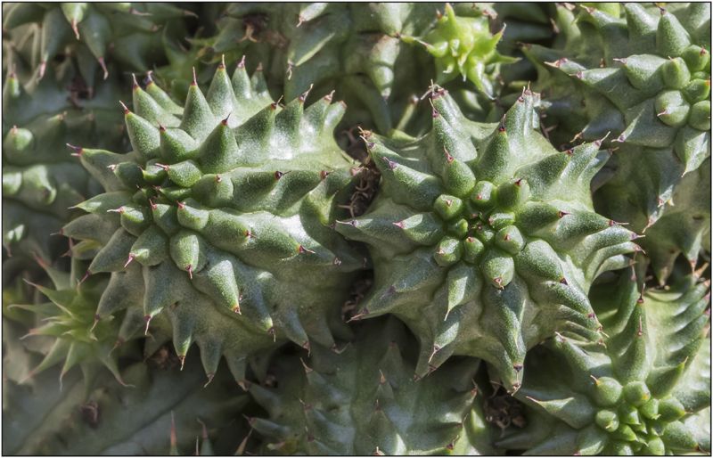 Una foto de Euphorbia susannae
