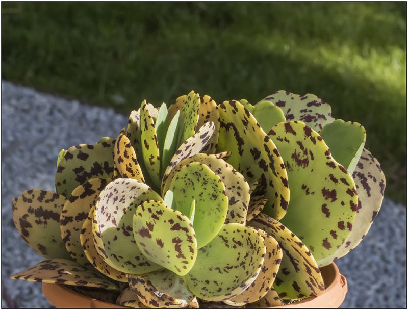 A photo of Kalanchoe marmorata