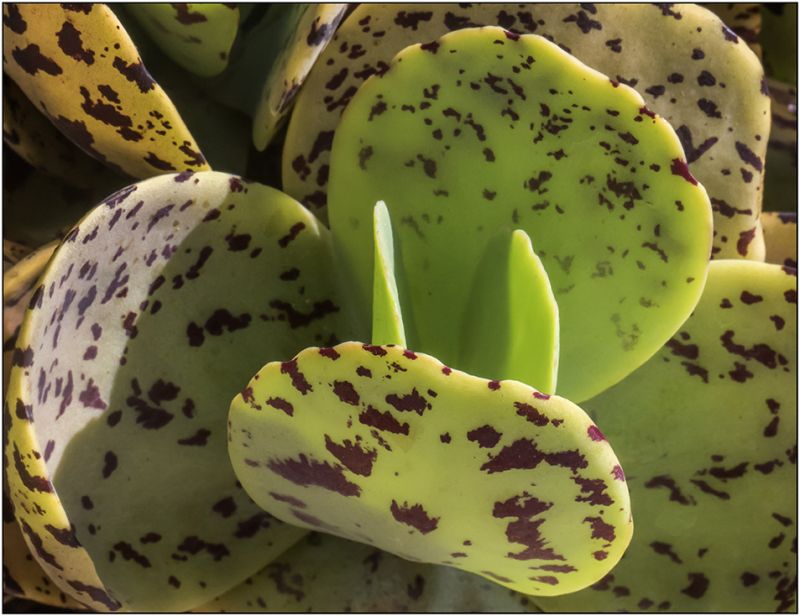 A photo of Kalanchoe marmorata