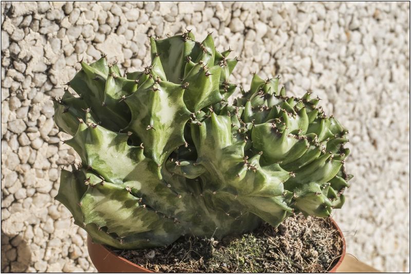 Una foto de Euphorbia lactea fma. crestada