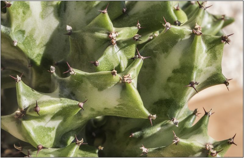 Una foto de Euphorbia lactea fma. crestada