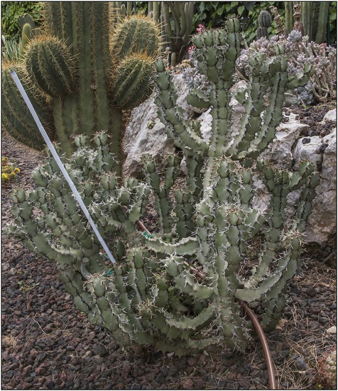 Una foto de Euphorbia caerulescens