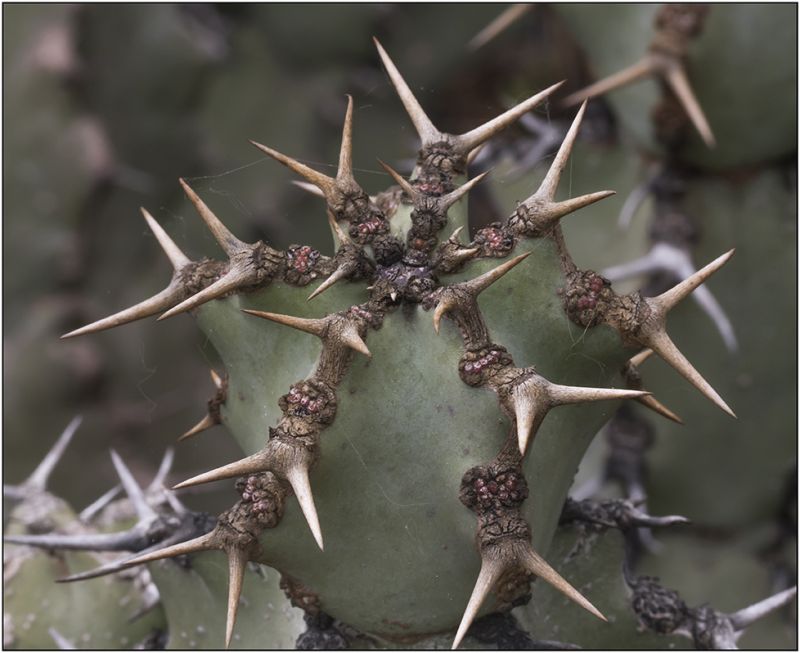 Una foto de Euphorbia caerulescens