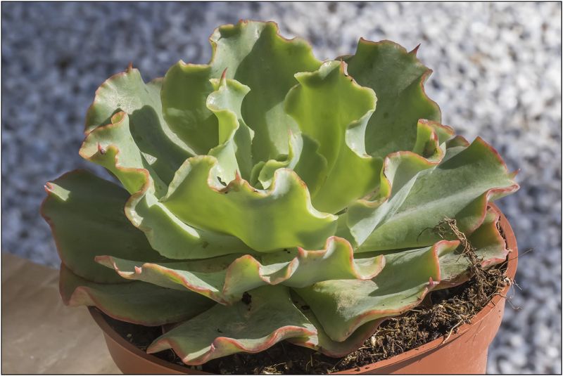 A photo of Echeveria Dorothy (HIBRIDO)