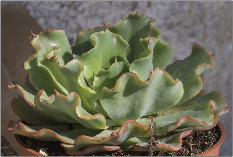 A photo of Echeveria Dorothy (HIBRIDO)