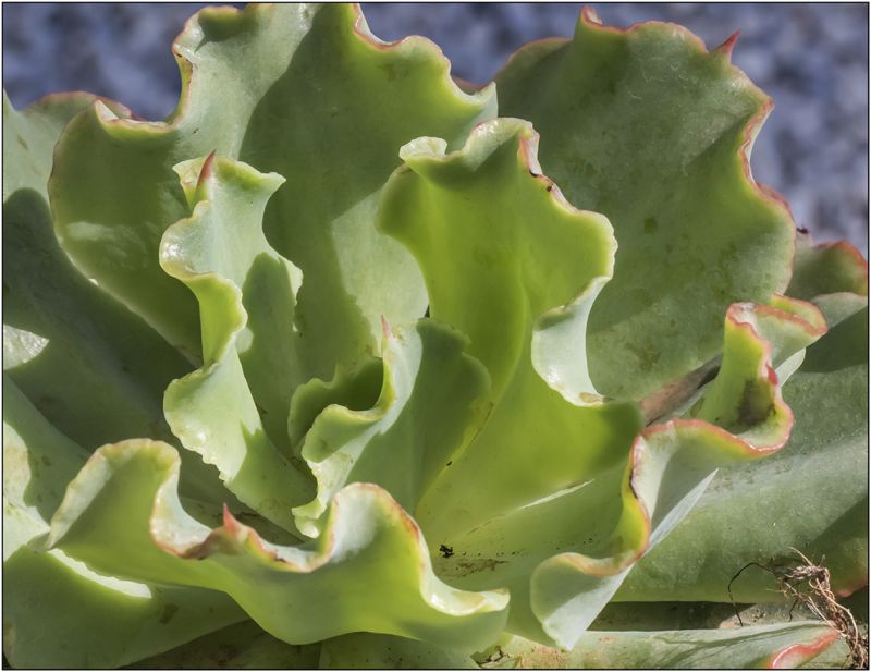 A photo of Echeveria Dorothy (HIBRIDO)