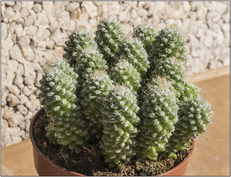 A photo of Anacampseros crinita  