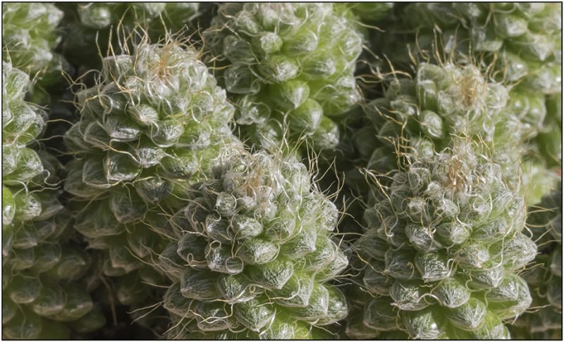 A photo of Anacampseros crinita  