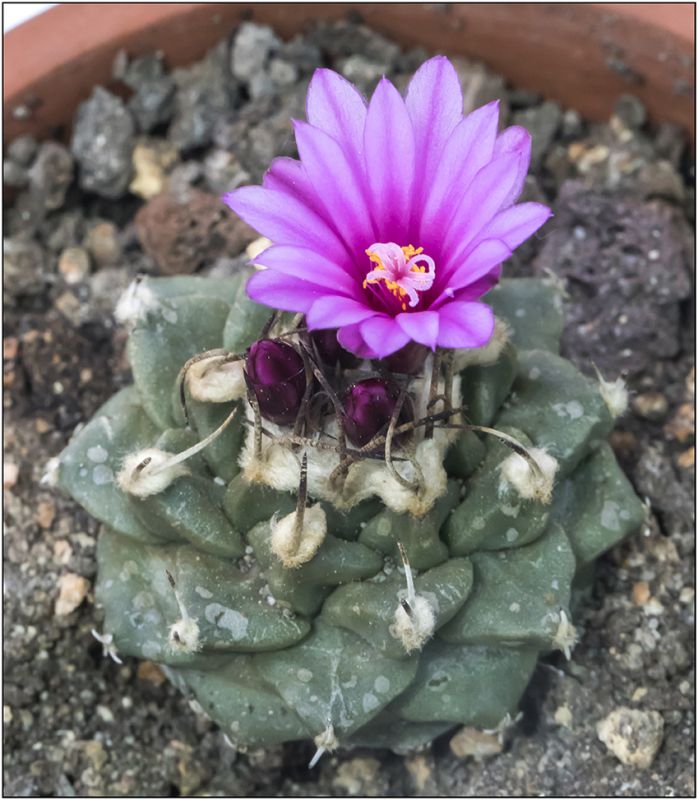 Una foto de Turbinicarpus alonsoi