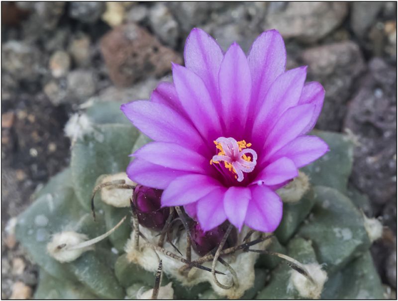 Una foto de Turbinicarpus alonsoi