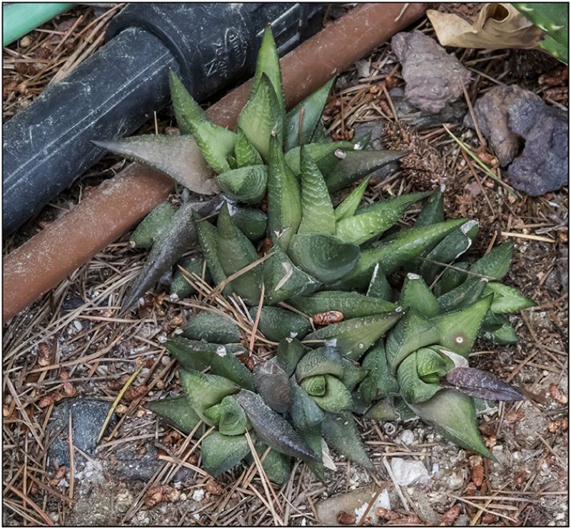 Foto de un cactus que se está identificando actualmente