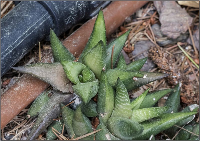 Foto de un cactus que se está identificando actualmente