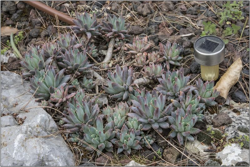 A photo of Pachyveria Bea (Pachyphytum compactum x Echeveria sp) (Hibrido)