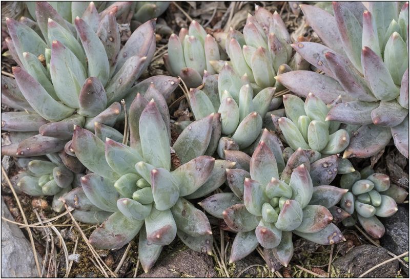 A photo of Pachyveria Bea (Pachyphytum compactum x Echeveria sp) (Hibrido)
