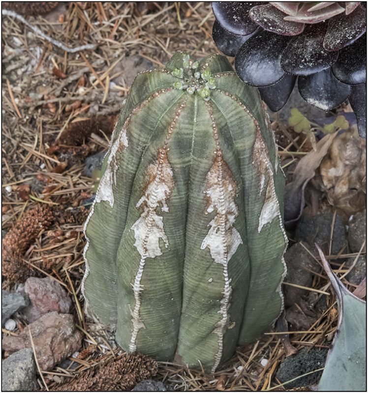 Una foto de Euphorbia obesa