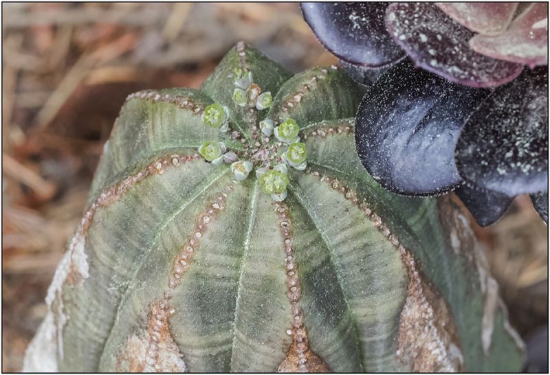 Una foto de Euphorbia obesa