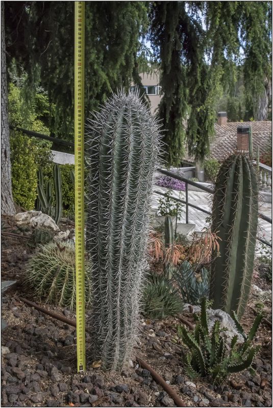 A photo of Pachycereus pringlei