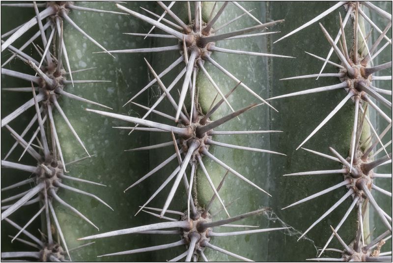 A photo of Pachycereus pringlei
