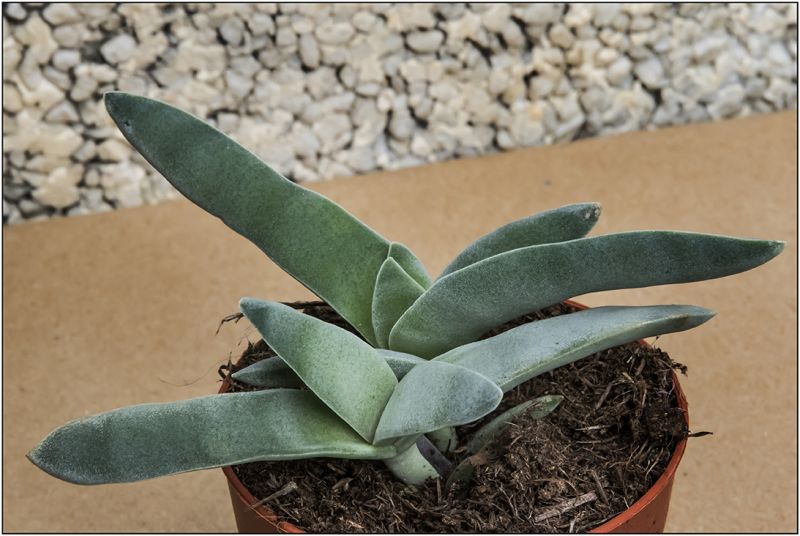 Una foto de Crassula perfoliata var. falcata