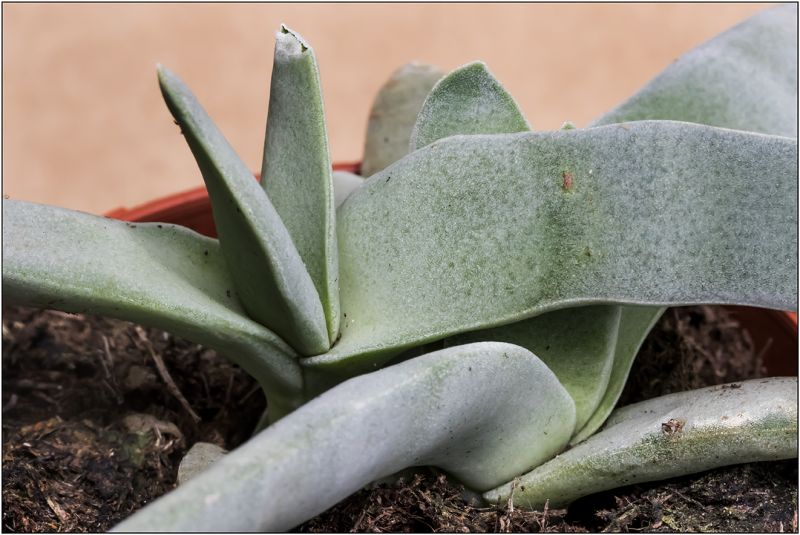 Una foto de Crassula perfoliata var. falcata