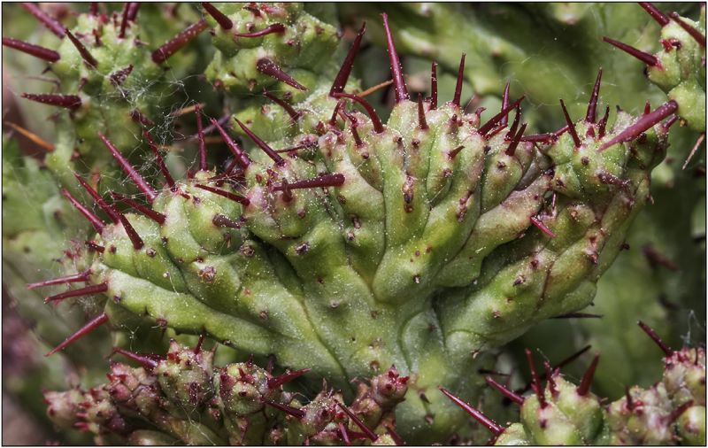 Una foto de Euphorbia enopla fma. crestada